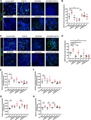 Preferential FGF18/FGFR activity in pseudoglandular versus canalicular stage human lung fibroblasts